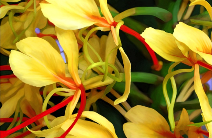 Kahili Ginger